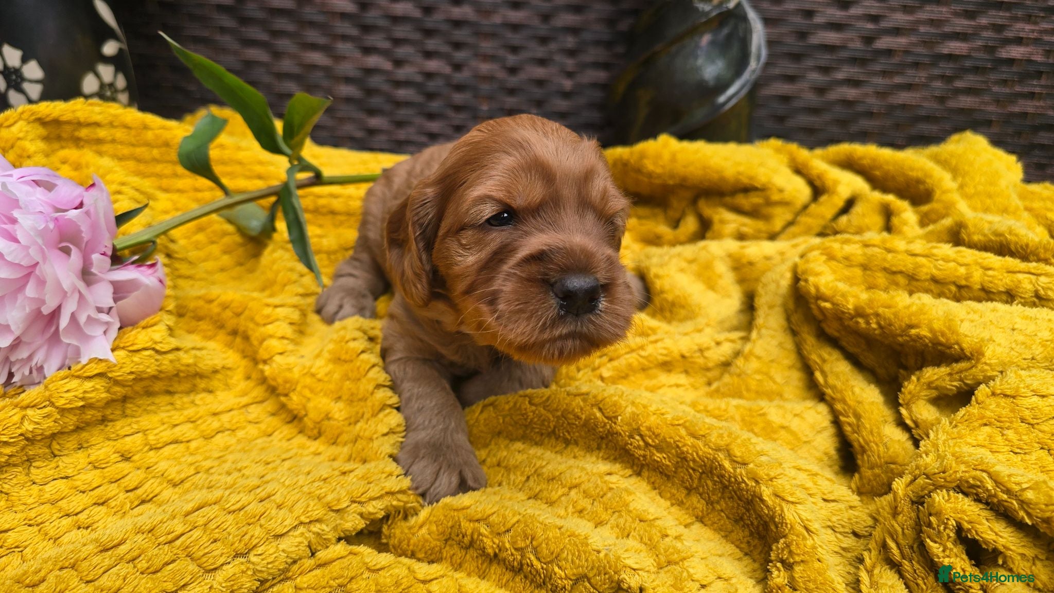 Cockapoo dogs Cockapoo Puppies Extensive Health Tested ❤️  - Advert 2