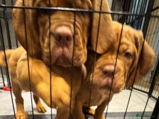 Dogue De Bordeaux dogs Excellent home bred pups - Advert 2
