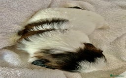 Shih Tzu dogs for sale: Adorable Imperial Shih Tzu Puppies - Advert 19