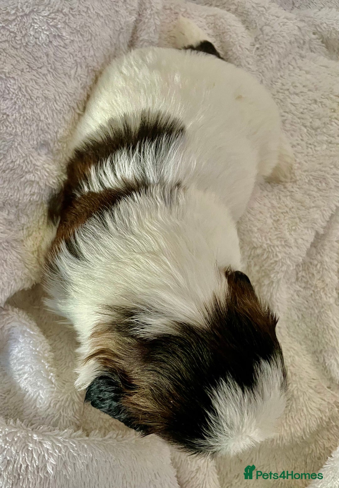 Shih Tzu dogs for sale: Adorable Imperial Shih Tzu Puppies - Advert 19