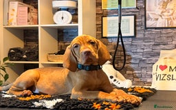 Hungarian Vizsla dogs for sale:   ⚜️Hungarian Vizsla puppies⚜️ - Image 1