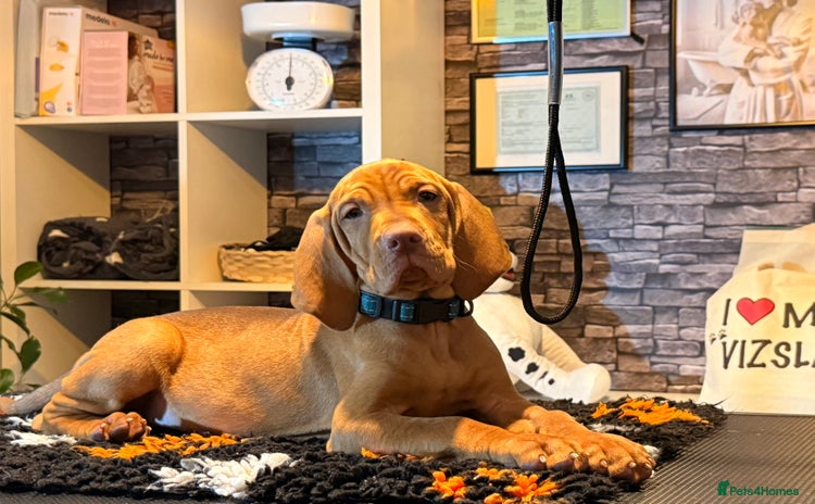 Hungarian Vizsla dogs - Advert 3