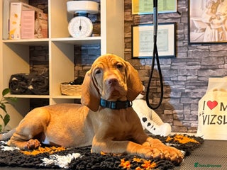 Hungarian Vizsla dogs - Advert 21