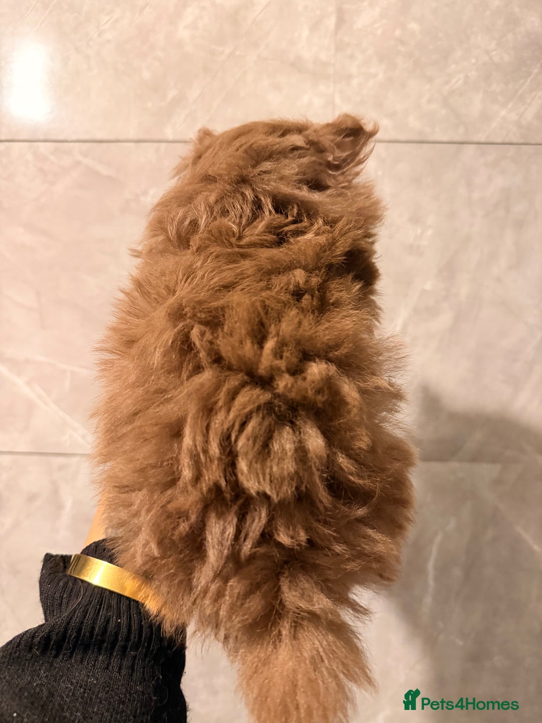 Pomeranian dogs for sale: Micro poms   - Advert 10