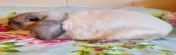 Mini Lop rabbits for sale: Pedigree Mini Lops in Tamworth - Advert 10