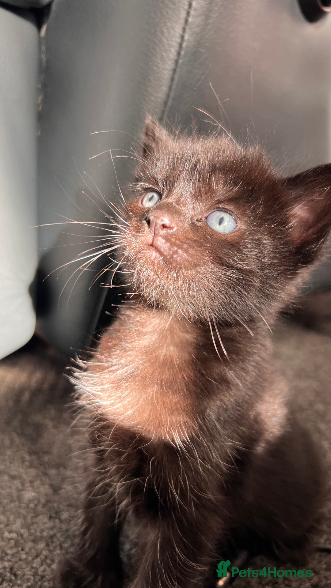 Mixed Breed cats for sale: adorable tuxedo kittens - Advert 1