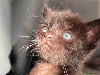 Mixed Breed cats adorable tuxedo kittens - Advert 1