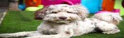 Poodle dogs for stud: Freddie - Professional Stud Service in Eastleigh - Advert 4