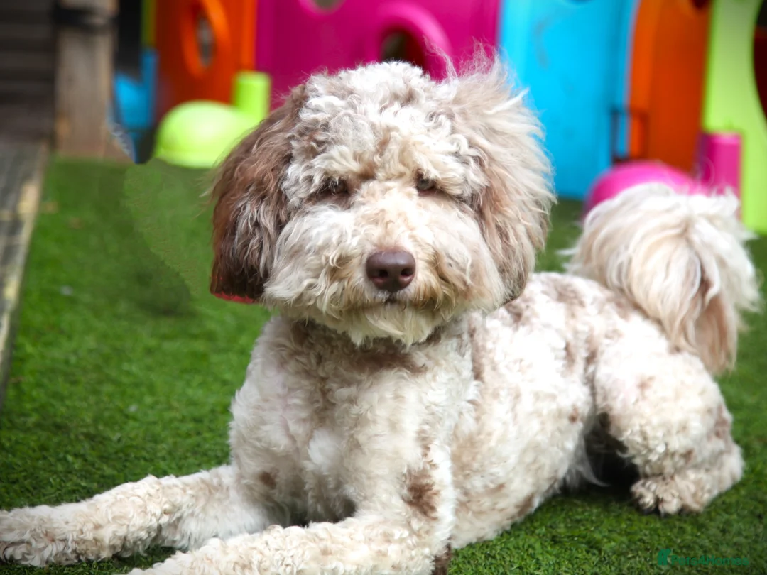 Poodle dogs for stud: Freddie - Professional Stud Service in Eastleigh - Advert 4