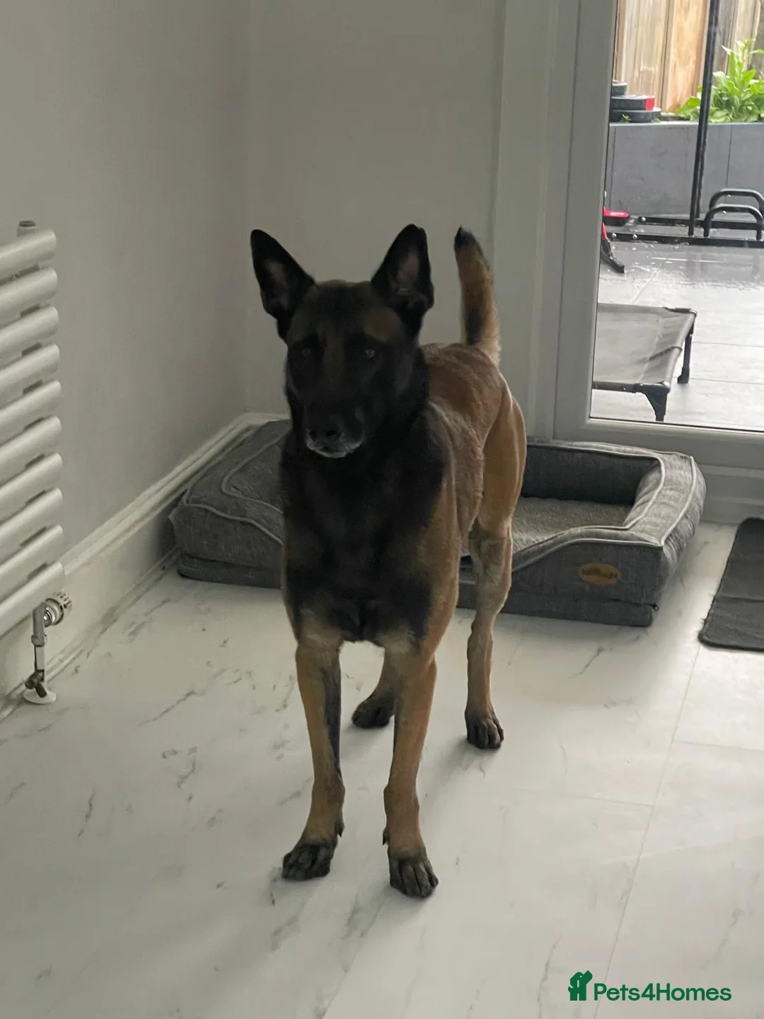 Belgian Shepherd Dog dogs for sale: Belgian Malinois Chico  - Advert 2