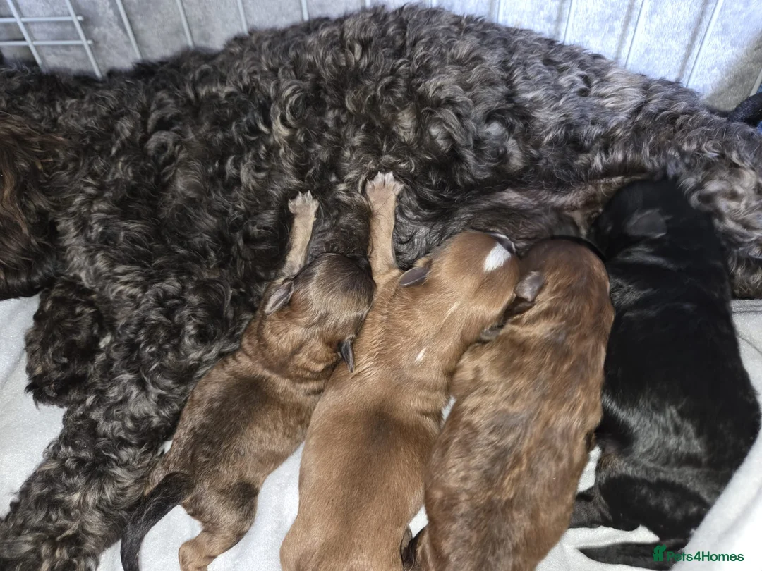 Shihpoo dogs for sale: Shihpoo  - Advert 2