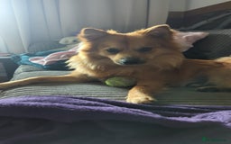 German Spitz dogs for stud: Volpino Italiano for STUD - Image 3