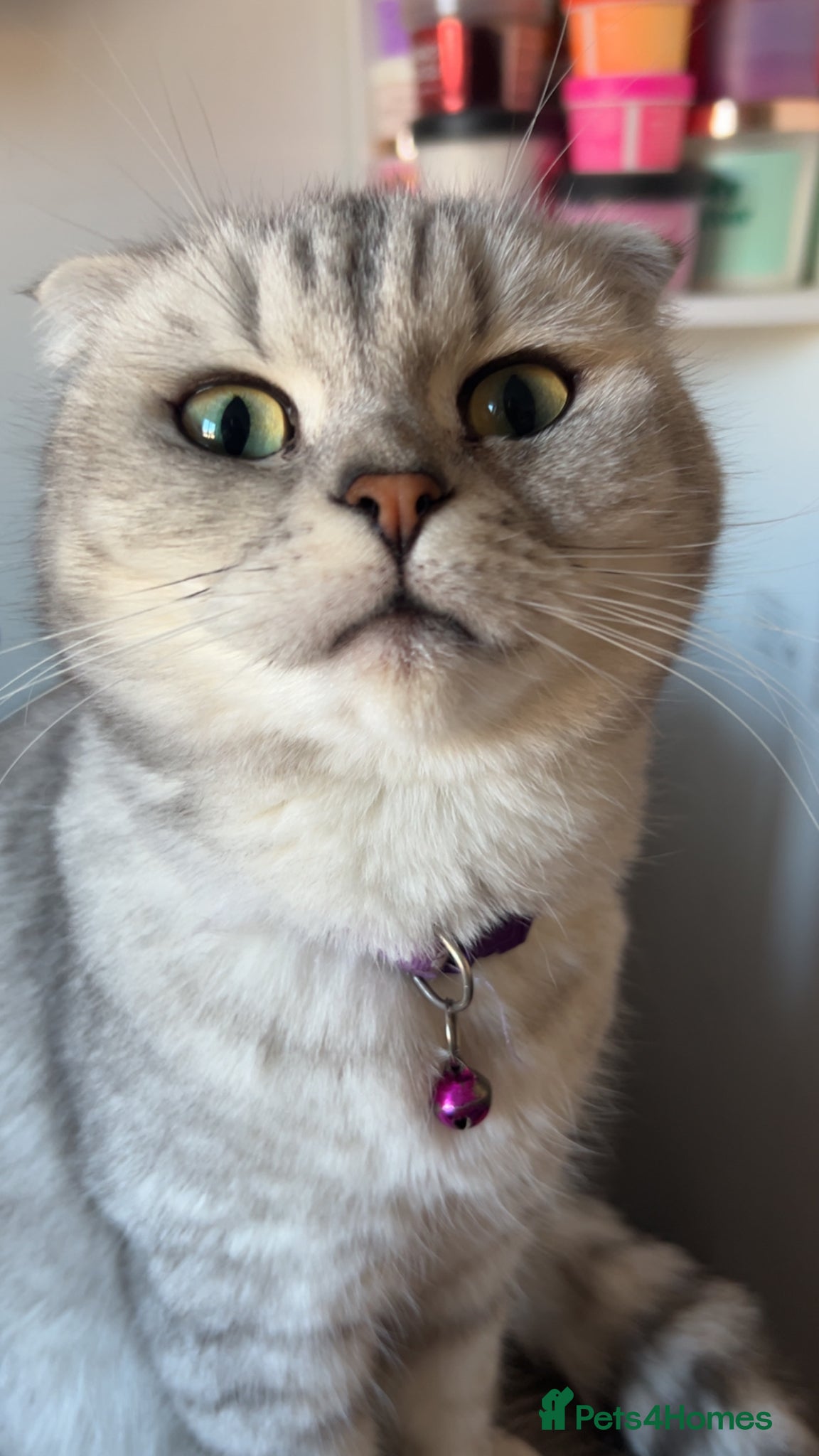 Scottish Fold cats 🐾 3 gorgeous Scottish folds🐾 - Advert 1