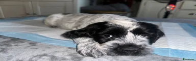 “Oreo” boy - white and black 