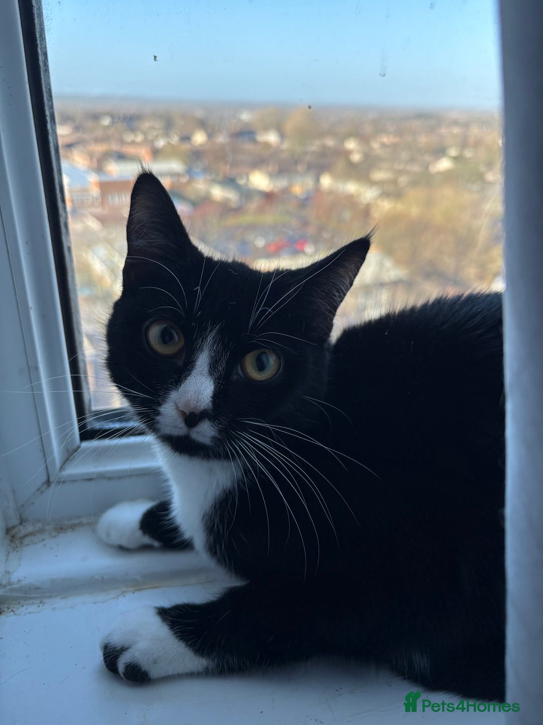 Mixed Breed cats for sale: 2 female cats for sale  - Advert 2