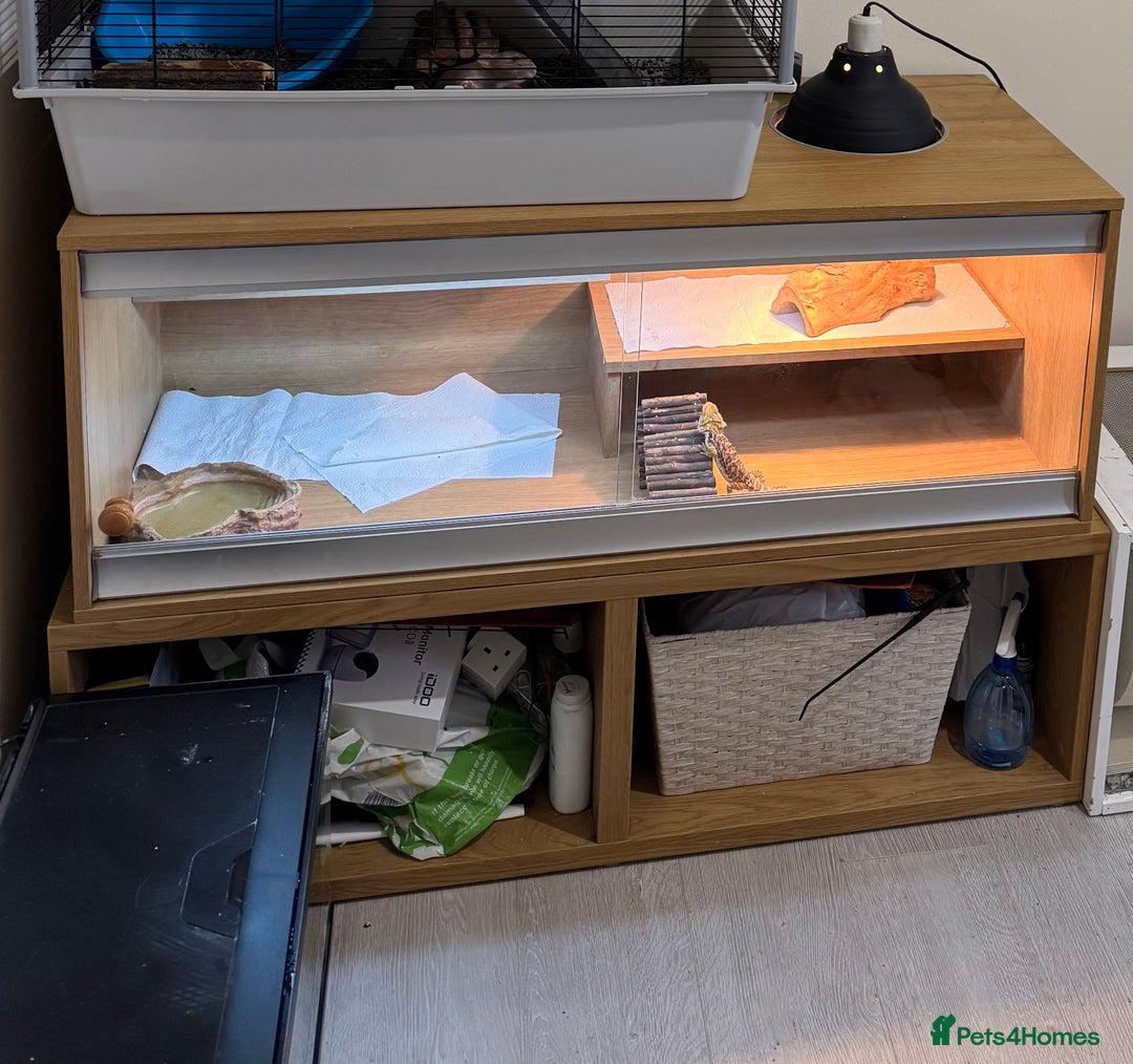 Bearded Dragon reptiles for sale: Female beardie + set up - Image 8