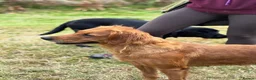 Golden Retriever dogs for sale: KC working line from health tested parents  in Saltburn-by-the-Sea - Advert 2