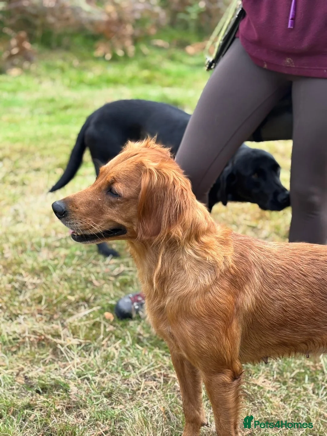 Golden Retriever dogs for sale: KC working line from health tested parents  in Saltburn-by-the-Sea - Advert 2