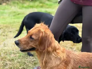 Golden Retriever dogs KC working line from health tested parents - Advert 2