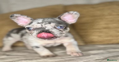 French Bulldog dogs - Advert 2