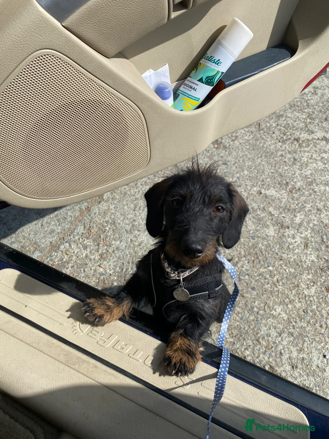 Miniature Dachshund dogs for sale: Beautiful KC miniature Wire bitch - Advert 3