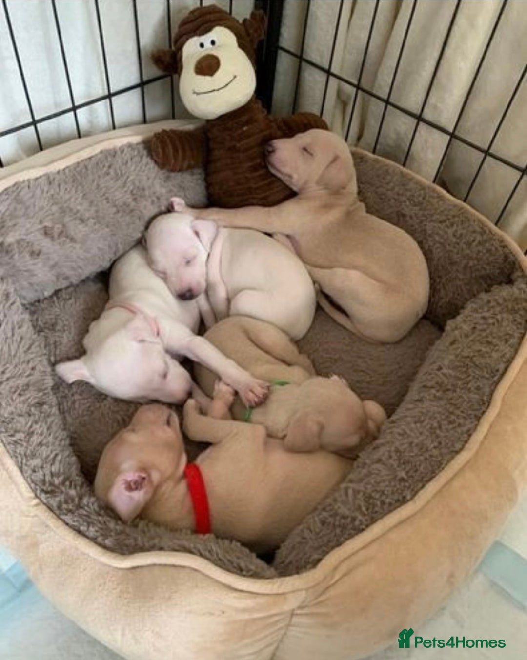 Italian Greyhound dogs for stud: Romeo italian greyhound Russian Import for stud  in Liverpool - Advert 8