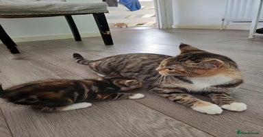 Mixed Breed cats - Advert 11