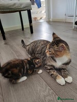 Mixed Breed cats - Advert 12