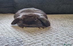 Mini Lop rabbits for sale: mini lop rabbits for sale  .. - Image 7