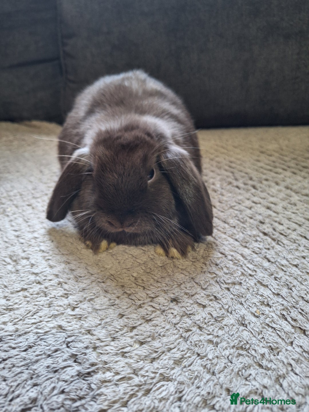 Mini Lop rabbits for sale: mini lop rabbits for sale  .. - Image 7