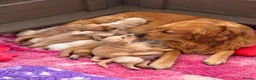 Golden Retriever dogs for sale: Golden Retriever Puppies - Advert 3