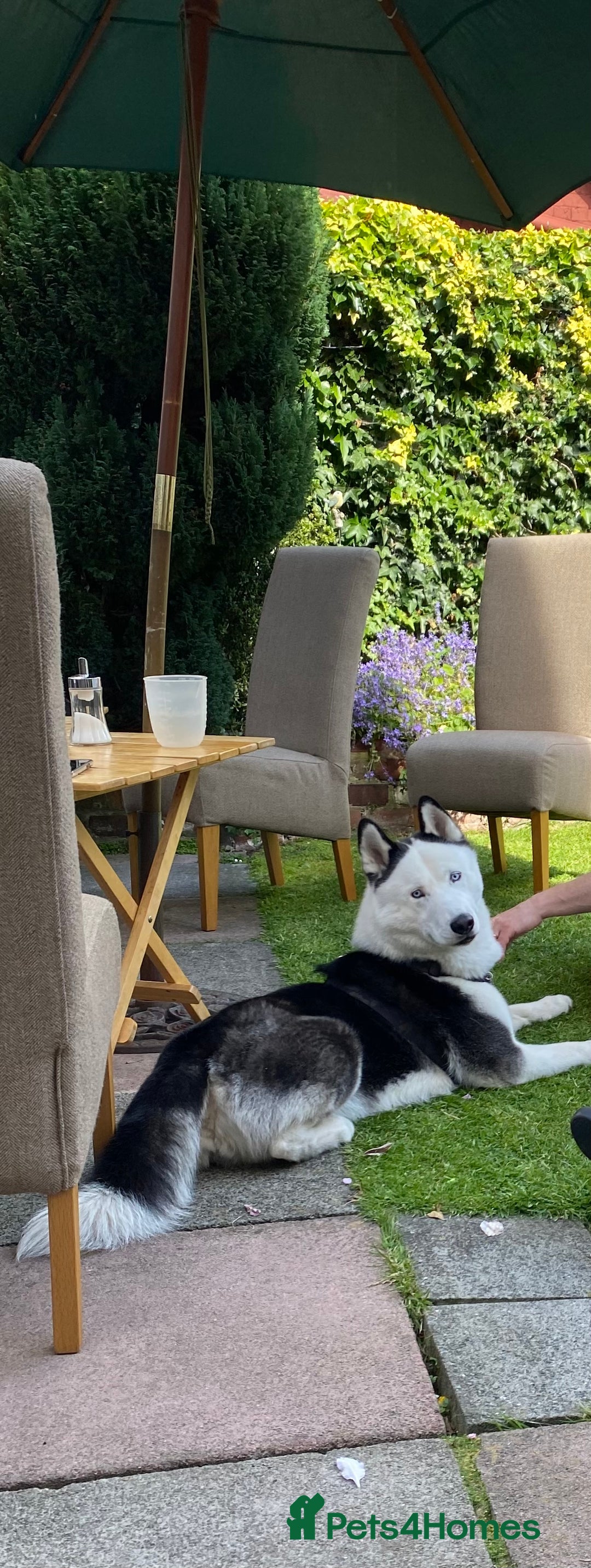 Siberian Husky dogs for stud: Stunning Blue eye Sibrian Husky for Stud  in Liverpool - Image 11