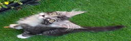 Maine Coon cats for sale: 🏆 Champion Sired Maine Coon Kittens – TICA - Advert 15