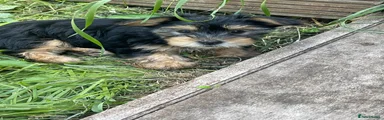 Yorkshire Terrier 4