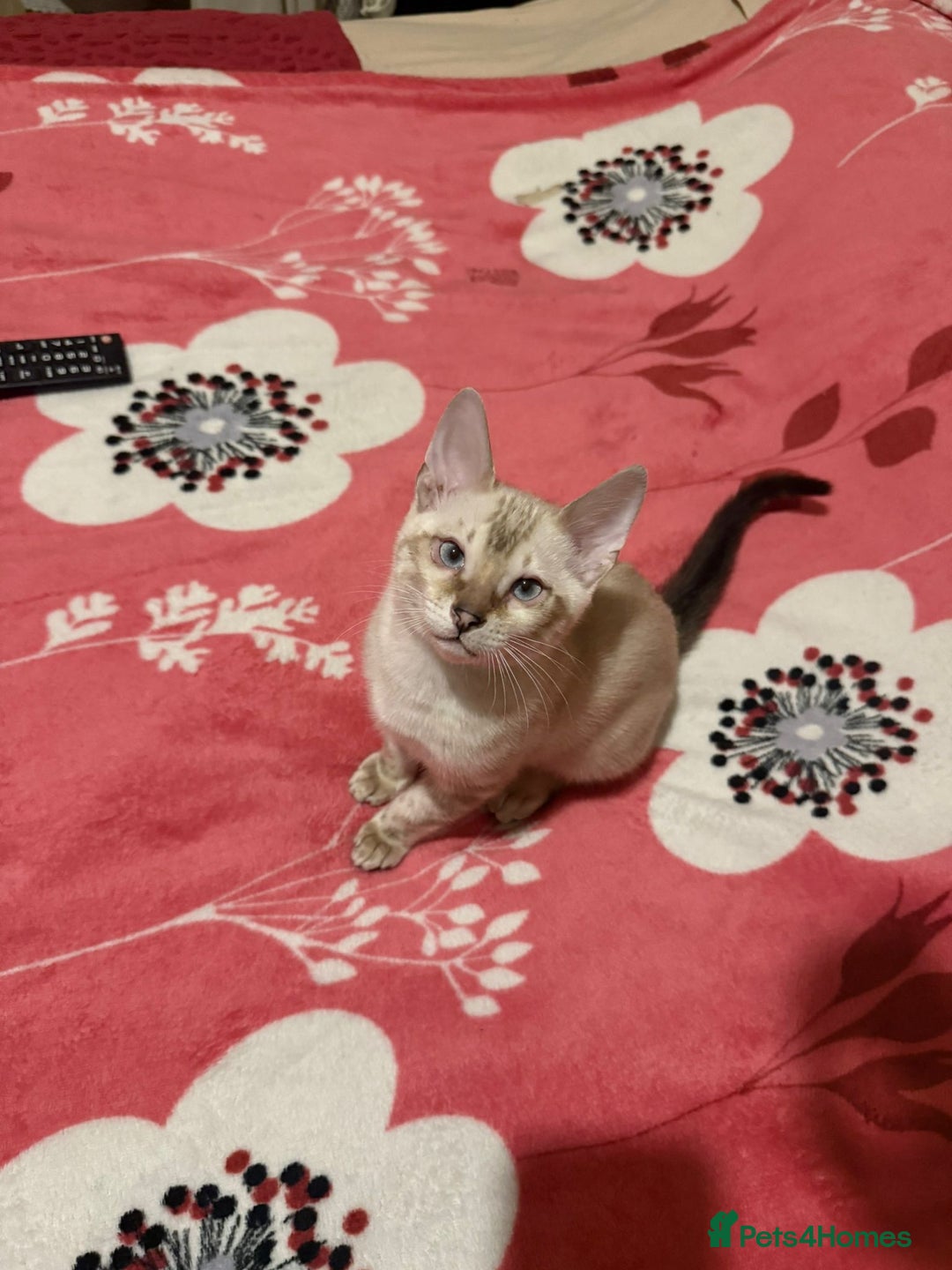 Bengal cats for sale: Bonnies Bengals  - Advert 37