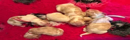 Cocker Spaniel dogs for sale: KC Reg, Show Cocker Spaniel pups, 100% clear in Darwen - Advert 6