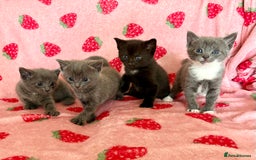 Mixed Breed cats for sale: 💗💙Beautiful kittens for sale  - Image 1
