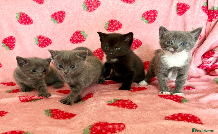 Mixed Breed cats - Advert 15