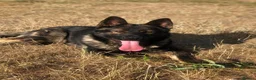 German Shepherd dogs for sale: Elite Czech German Shepherd Puppies Available!!! in Birmingham - Advert 2