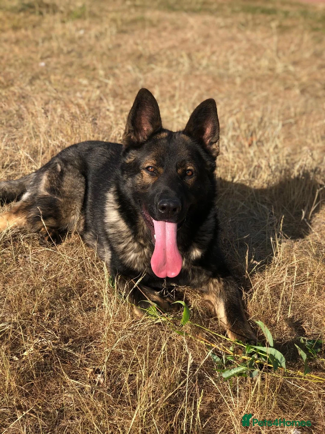 German Shepherd dogs for sale: Elite Czech German Shepherd Puppies Available!!! in Birmingham - Advert 2