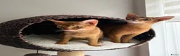Abyssinian cats for sale: 2 Abyssinian Tica kittens girls  - Advert 2