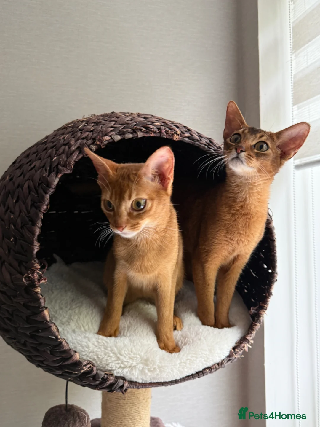 Abyssinian cats for sale: 2 Abyssinian Tica kittens girls  - Advert 2