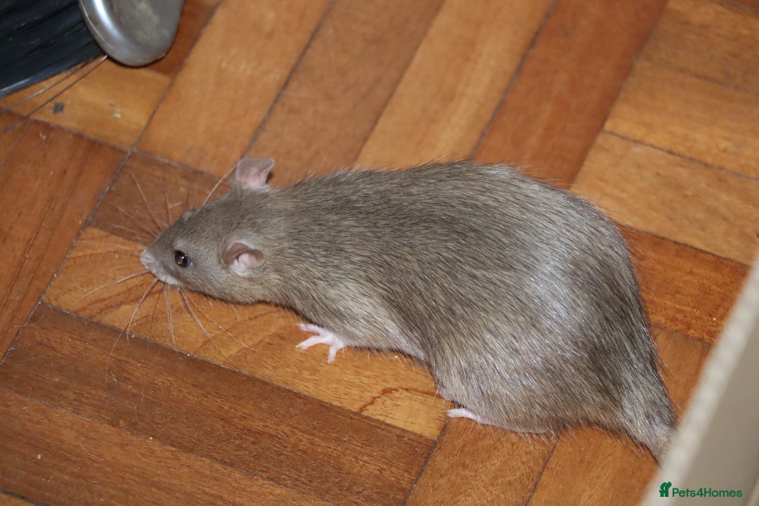 Rat rodents for sale: Two cute rats sisters - Advert 6