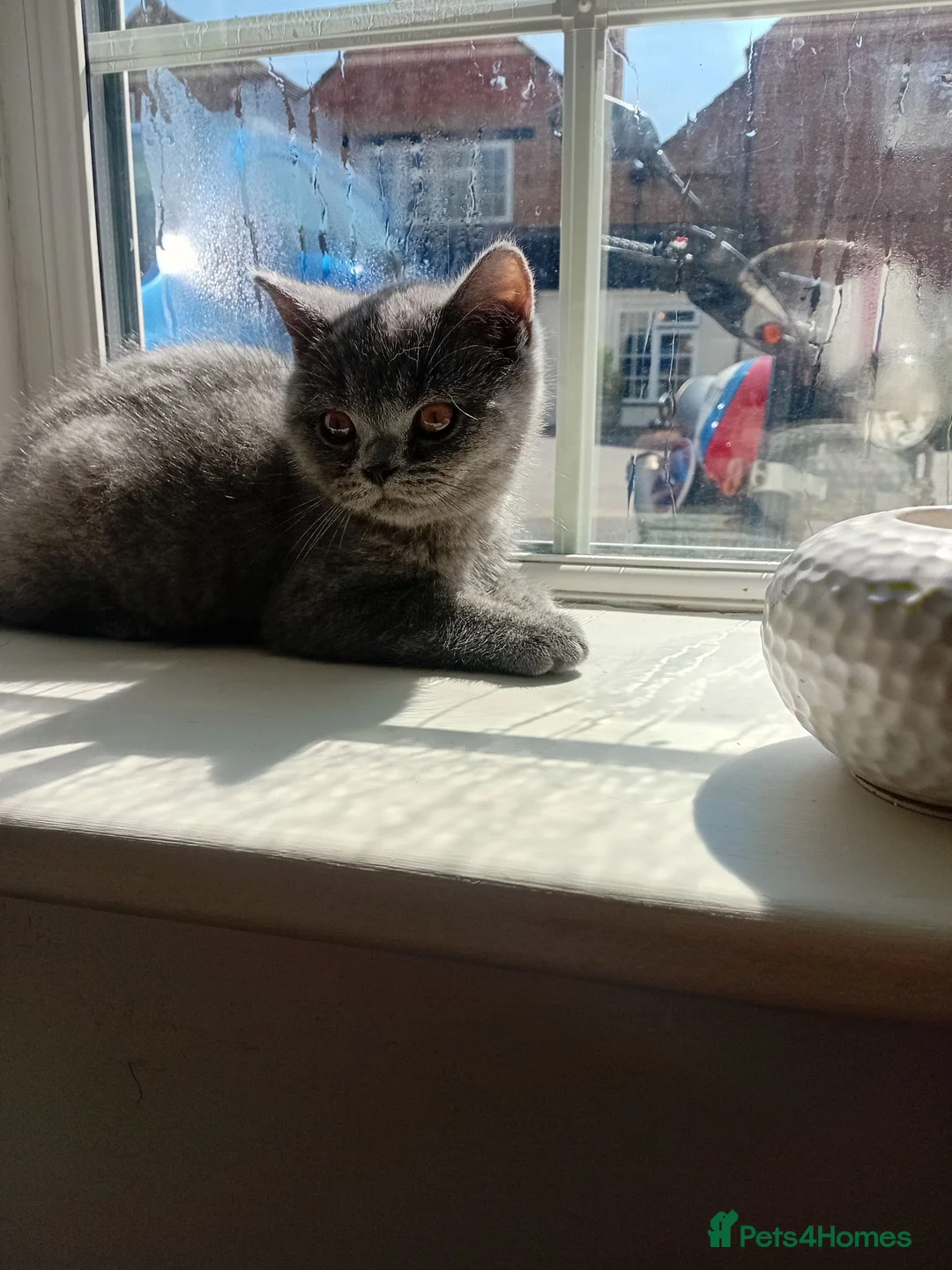 British Shorthair cats for sale: BRITISH SHORTHAIR - READY TO LEAVE  - Advert 2