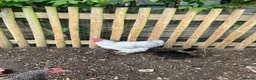 Chickens poultry for sale: Lavender Orpington Cockerel in Windsor - Advert 3
