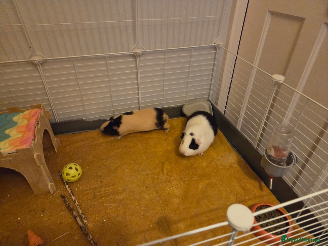 Guinea Pig rodents for sale: Two Beautiful Female Guinea Pigs - Advert 8