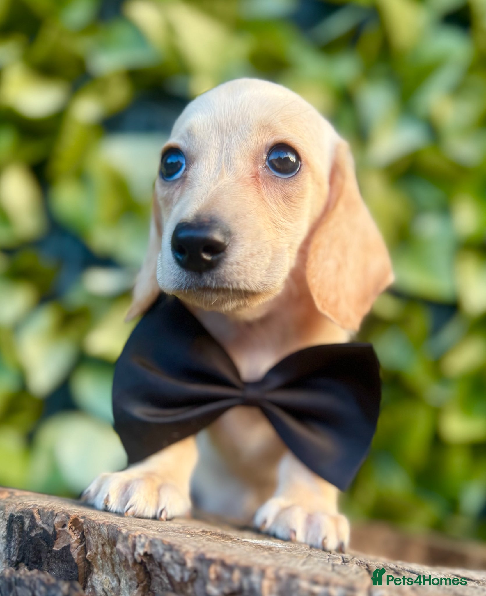 Miniature Dachshund dogs Award Winning Breeder-KC Stunning cream&lilac dapp - Advert 3