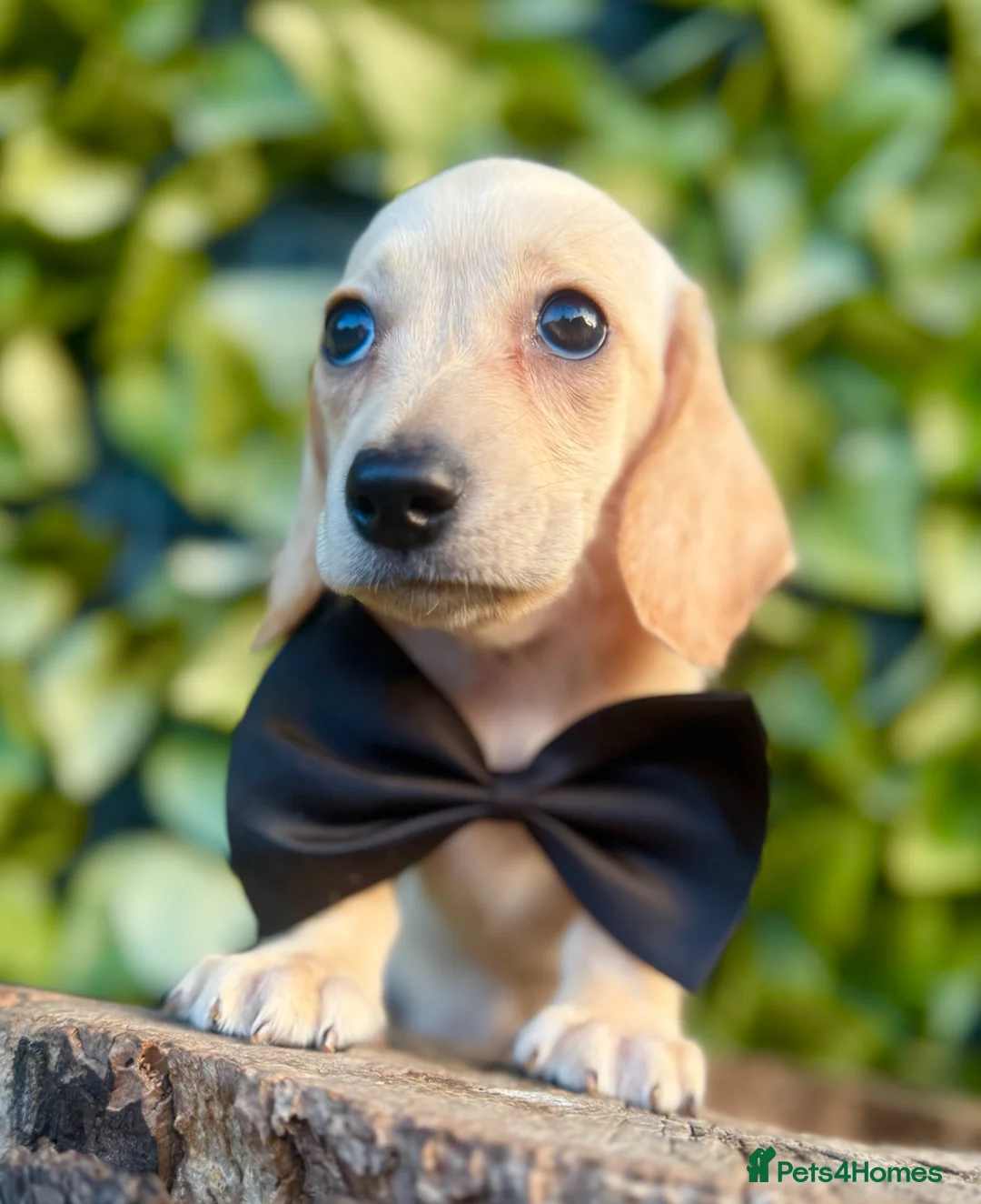 Miniature Dachshund dogs for sale: Award Winning Breeder-KC Stunning cream&lilac dapp - Advert 1