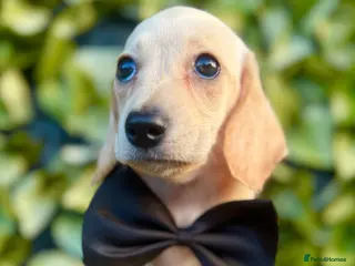Miniature Dachshund dogs Award Winning Breeder-KC Stunning cream&lilac dapp - Advert 9