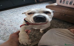 Mixed Breed dogs for adoption: Izzy  - Image 4
